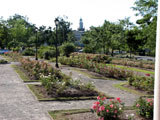 Delaware Park flowers